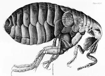 Une puce observée au microscope par Robert Hooke (1635-1703), 1665