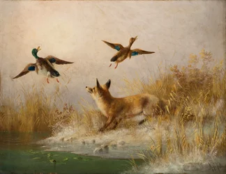 Un renard chassant un canard colvert et une cane
