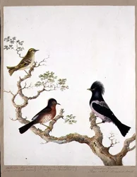 Un roitelet huppé, une fauvette de Dartford et une grive ou ouzel rose, 1824