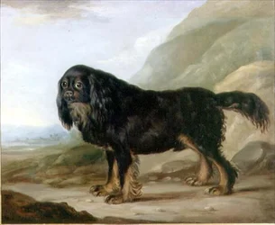 Un épagneul King Charles dans un paysage