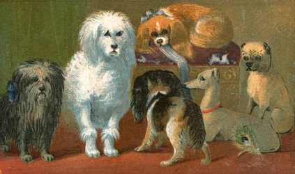Un terrier de Skye, un caniche français, deux épagneuls, un lévrier italien et un carlin
