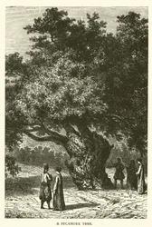 Un sycomore (gravure)