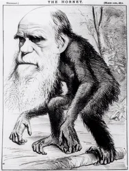 Un vénérable orang-outan, de 