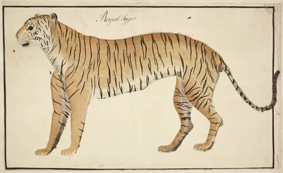 Un tigre royal de la collection du Serfagee de Tanjore