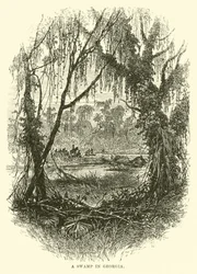 Un marais en Géorgie