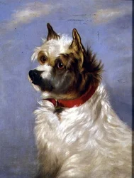 Un terrier avec un collier rouge
