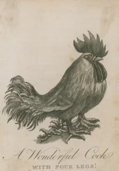 Un coq merveilleux avec quatre pattes