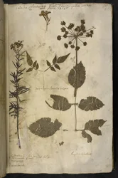 Add MS 78334 f.3r Spécimen de plante séchée avec explication, du 