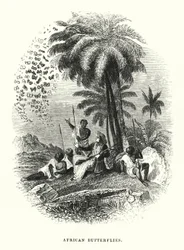 Papillons Africains