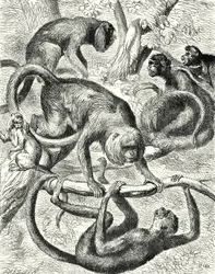 Singes américains (gravure)