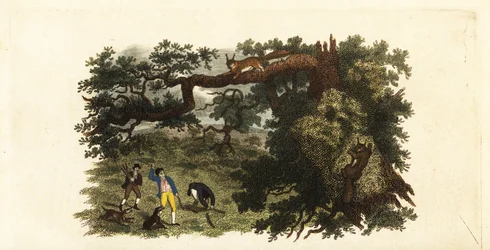 Colons américains jetant des bâtons sur des écureuils gris dans les arbres