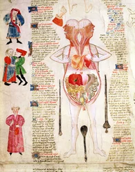 Schéma anatomique, extrait de "De arte phisicali e de cirurgia" de John Arderne