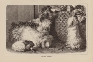 Cochons de mer angoras (gravure)