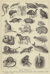 Règne animal (gravure)