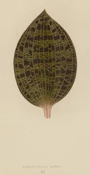 Anoectochilus Lowii