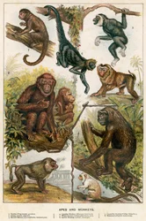 Singes et macaques