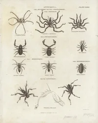 Arachnides