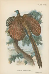 Faisan Argus