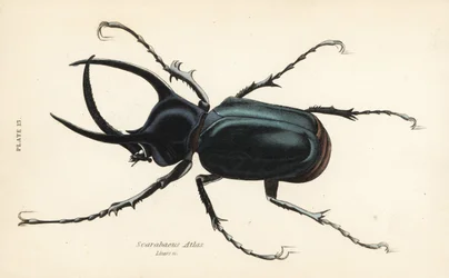 Scarabée atlas, Chalcosoma atlas (Scarabaeus atlas)