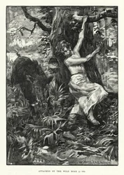 Attaqué par le sanglier