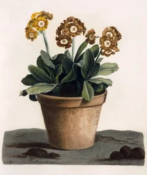Auricula dans un pot, vers 1840