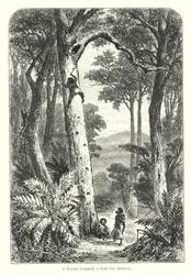 Australie : un indigène grimpant à un arbre pour un opossum (gravure)