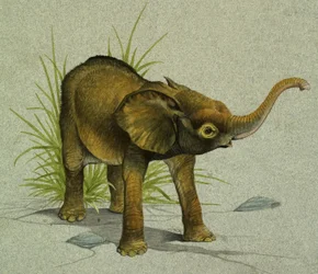 Bébé éléphant