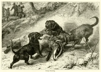 Chasse au blaireau