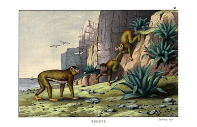 Singe de Barbarie