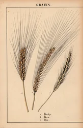 Orge, orge et ray-grass, de 