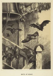 Chauves-souris à la maison