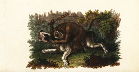 Combat entre un bouledogue et Jack, un singe cinghalais, à Worcester, Angleterre