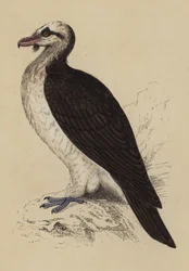 Vautour barbu
