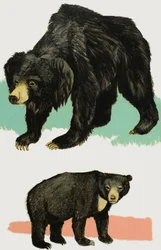 Ours