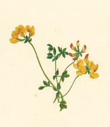 Lotier Corniculé, Lotus Corniculatus