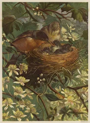 Oiseaux nourrissant leurs petits dans un nid