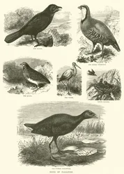 Oiseaux de Palestine (gravure)