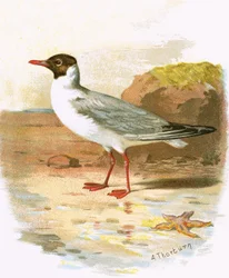 Mouette rieuse