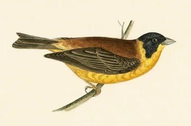 Bruant à tête noire, illustration de 