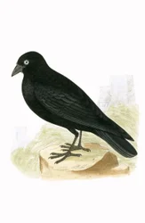 Choucas noir, illustration de 