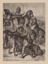 Chiens de sang (gravure)