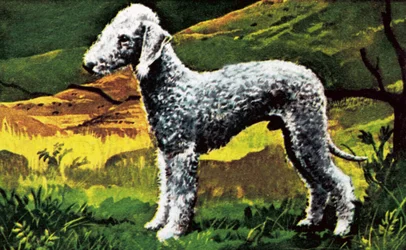 Bedlington bleu