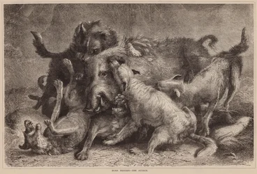 Chasse au sanglier, l