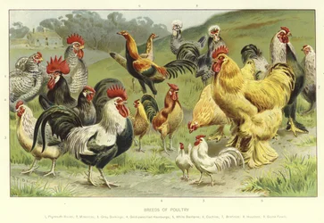 Races de volailles