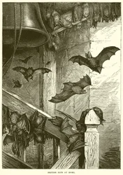 Chauves-souris britanniques à domicile