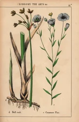 Massette ou papyrus et lin commun avec fleurs bleues, de "The Instructive Picturebook, or Lessons from the Vegetable World," [Charlotte Mary Yonge], Édimbourg