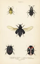 Coléoptère nécrophore, Nicrophorus humator 1, coléoptères nécrophages, Necrodes littoralis 2, Dendroxena quadrimaculata 3, coléoptère des tapis, Anthrenus scrophulariae 4, et Hister quadrimaculatus var