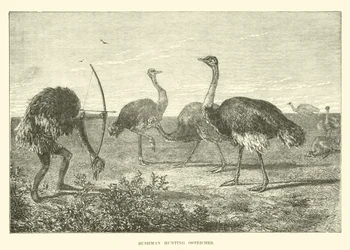Bushman chassant des autruches