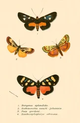 Papillons