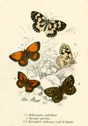 Papillons